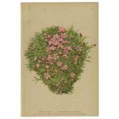 Used Botany Print of The Silene Acaulis Plant by Palla, 1897