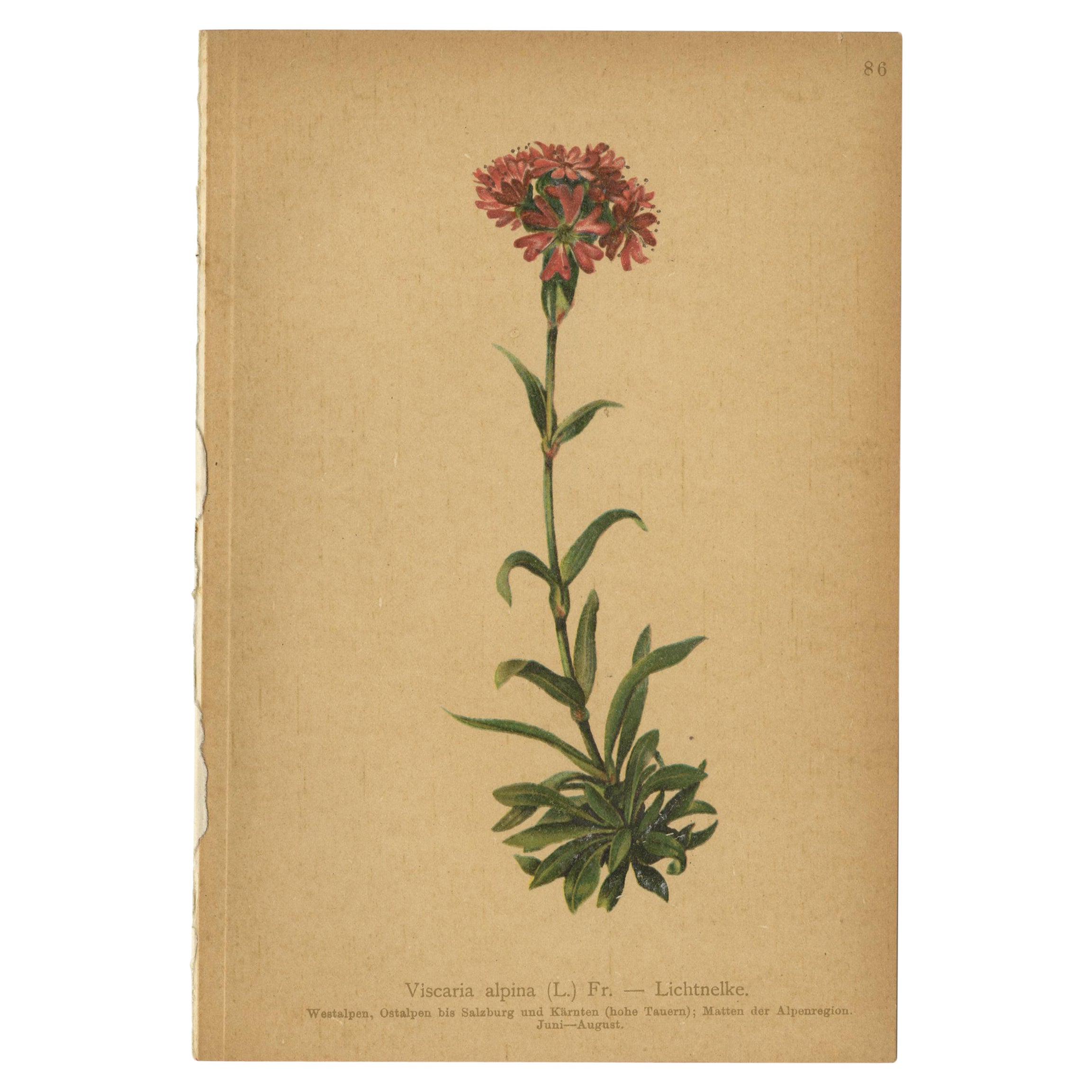 Antique Botany Print of The Viscaria Alpina or Alpina Catchfly, 1897 For Sale