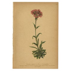Used Botany Print of The Viscaria Alpina or Alpina Catchfly, 1897