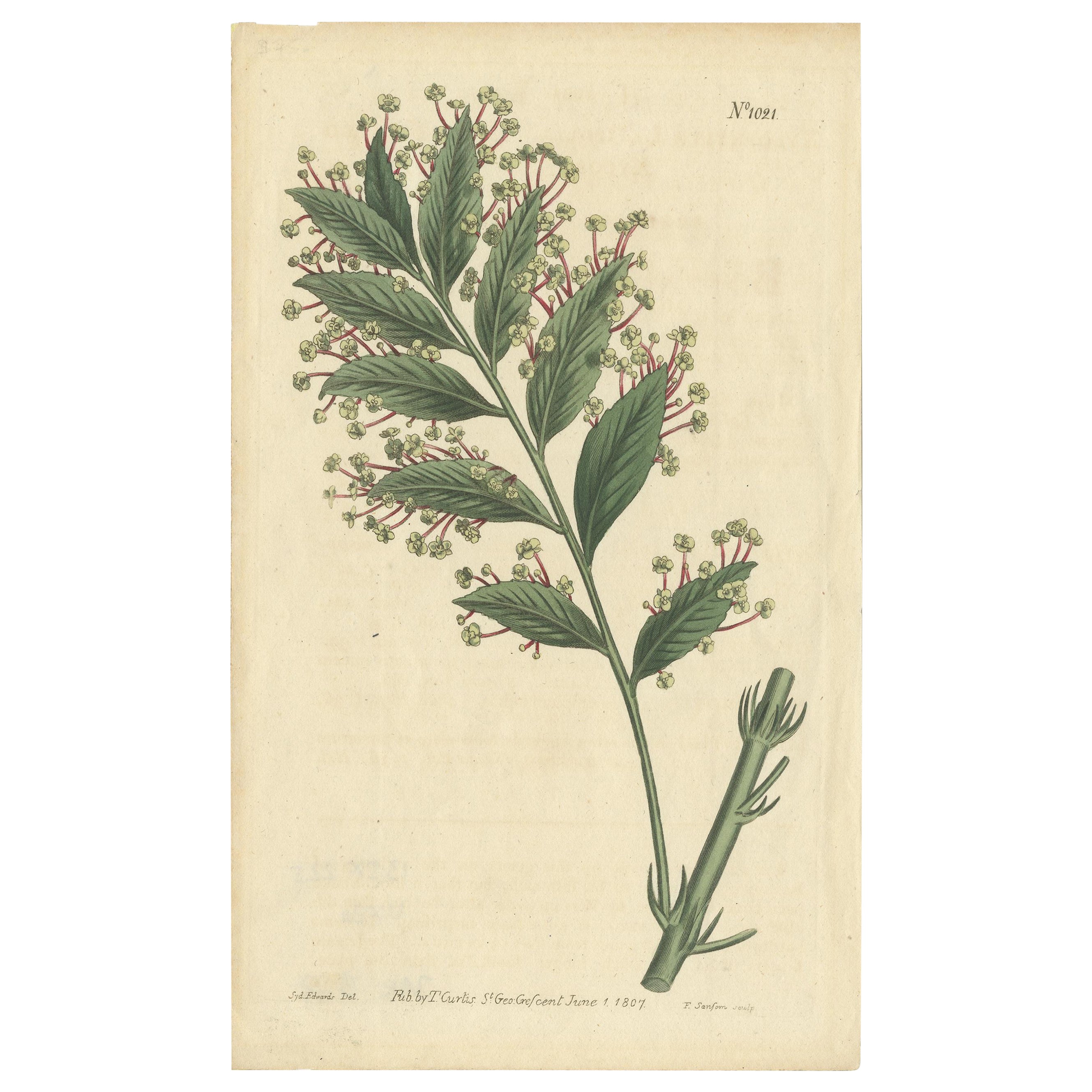 Impression botanique ancienne de Xylophylla Latifolia par Curtis, 1807 en vente