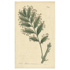 Impression botanique ancienne de Xylophylla Latifolia par Curtis, 1807