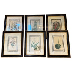 Set of 6 Framed Botanicals by J. Watts, London, 1810-20