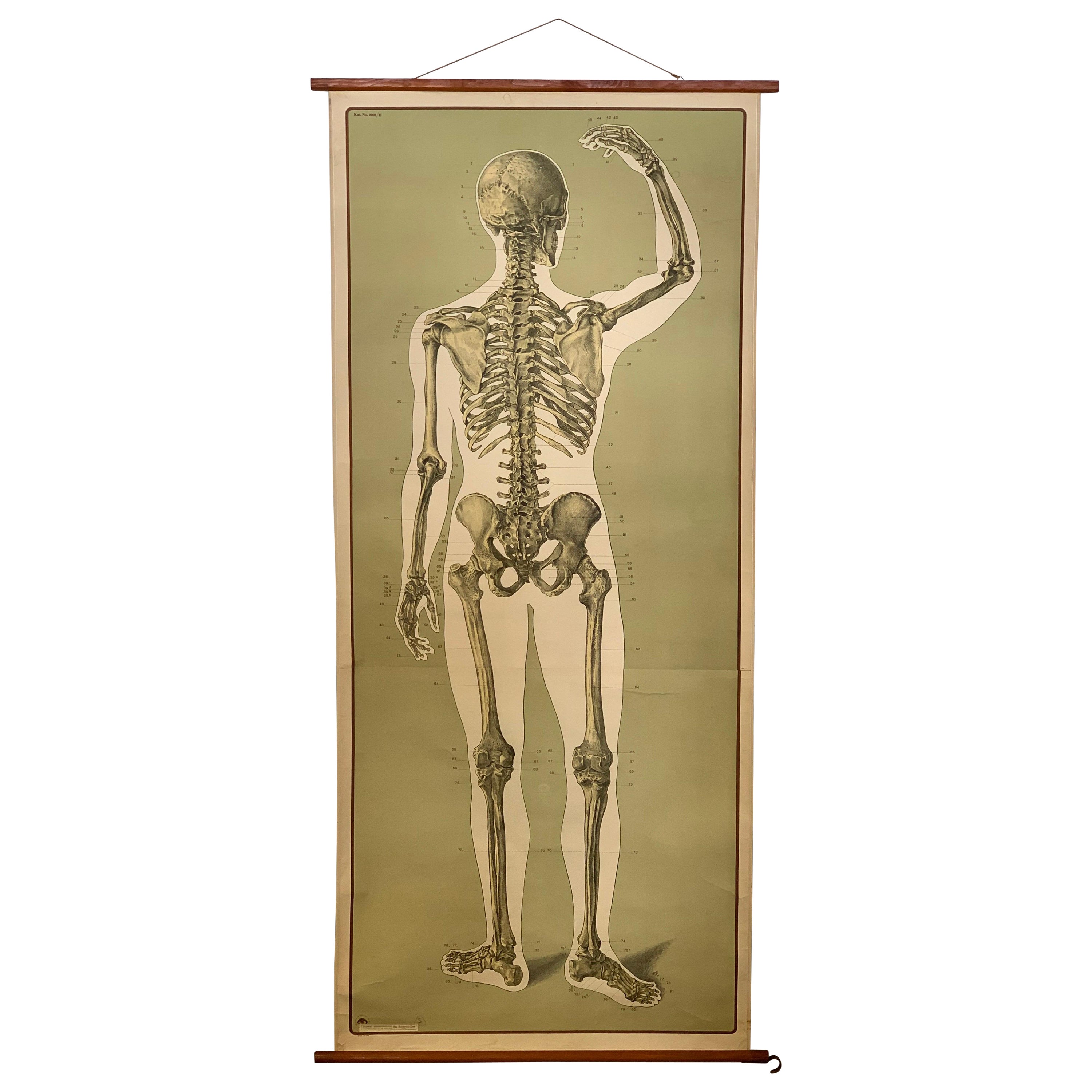 Mid-20th Century Anatomical Card, Back Skeleton of Human, Life Size