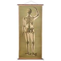 Mid-20th Century Anatomical Card, Back Skeleton of Human, Life Size