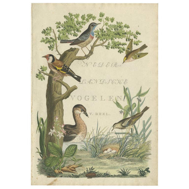 Antique Frontispiece of Volume 5 of 'Nederlandsche Vogelen' by Sepp & Nozeman For Sale