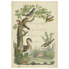 Antikes Frontispiz von Band 5 von „Nederlandsche Vogelen“ von Sepp & Nozeman