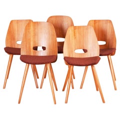 Five Czech Mid Century Dining Chairs, Made 1950s by Tatra Nábytok, Jirák