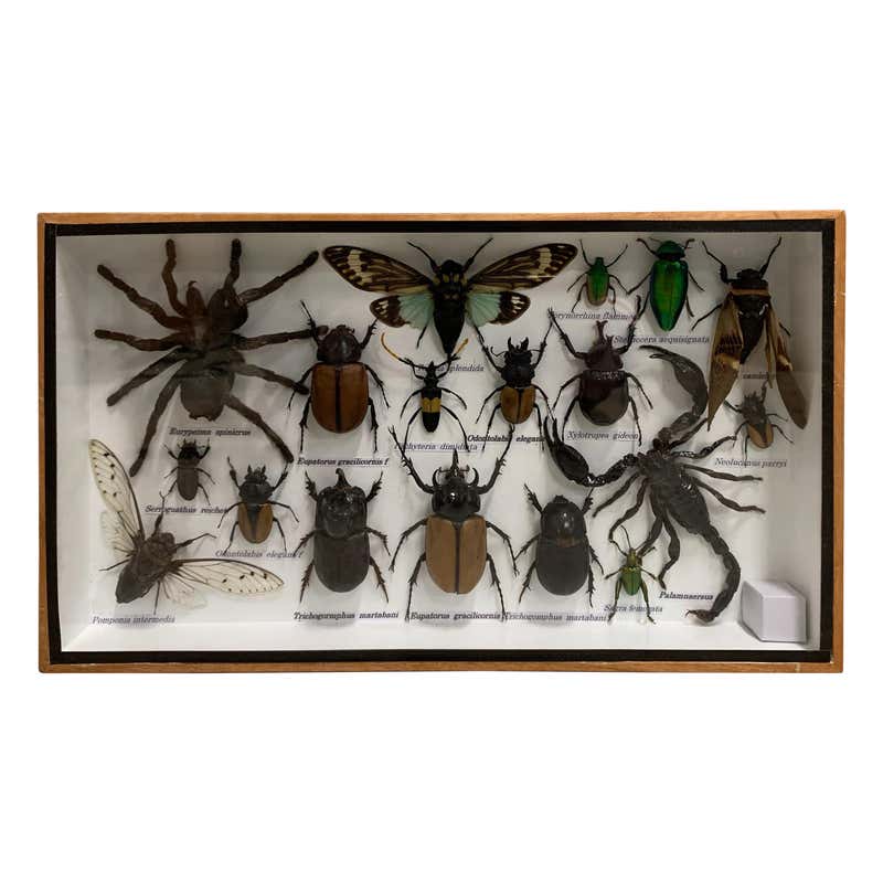 Beautiful Wooden Box or Display Case Full of Exotic Insects, Taxidermy ...
