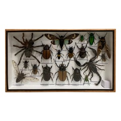 Beautiful Wooden Box or Display Case Full of Exotic Insects, Taxidermy