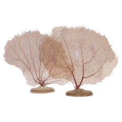 Pair of Horny Coral Branches, Italy, 1880