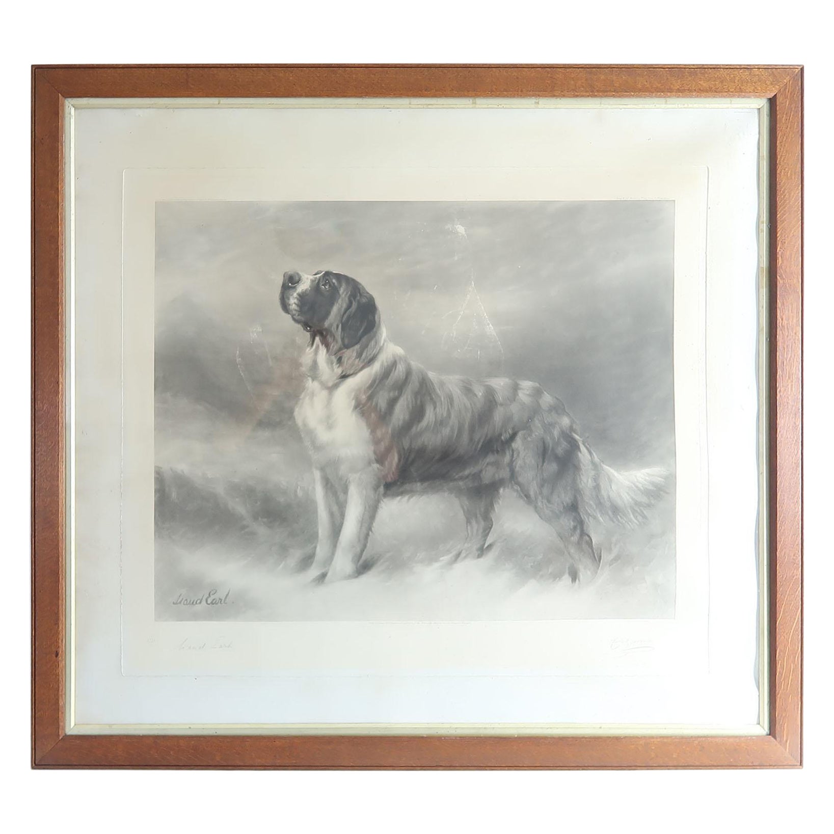Large Original Antique Print of A St Bernard Dog, Signed Maud Earl, 1898 For Sale