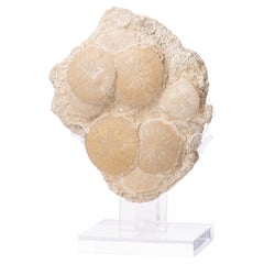 Fossil Sand Dollar Cluster Specimen from France in a Custom Acrylic Base