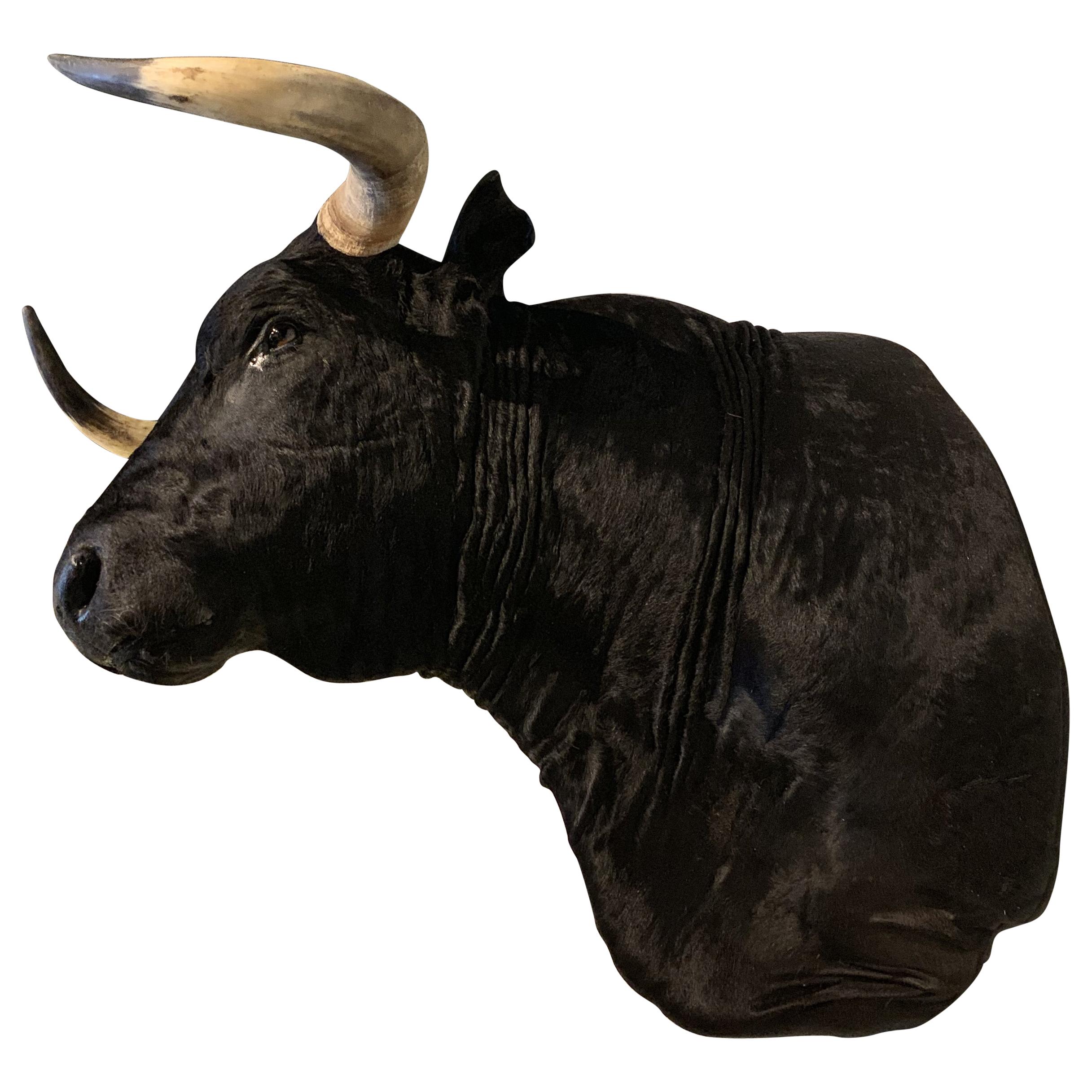 Exclusive Pieces of Taxidermy Spanish Bulls Heads