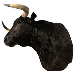 Exclusive Pieces of Taxidermy Spanish Bulls Heads