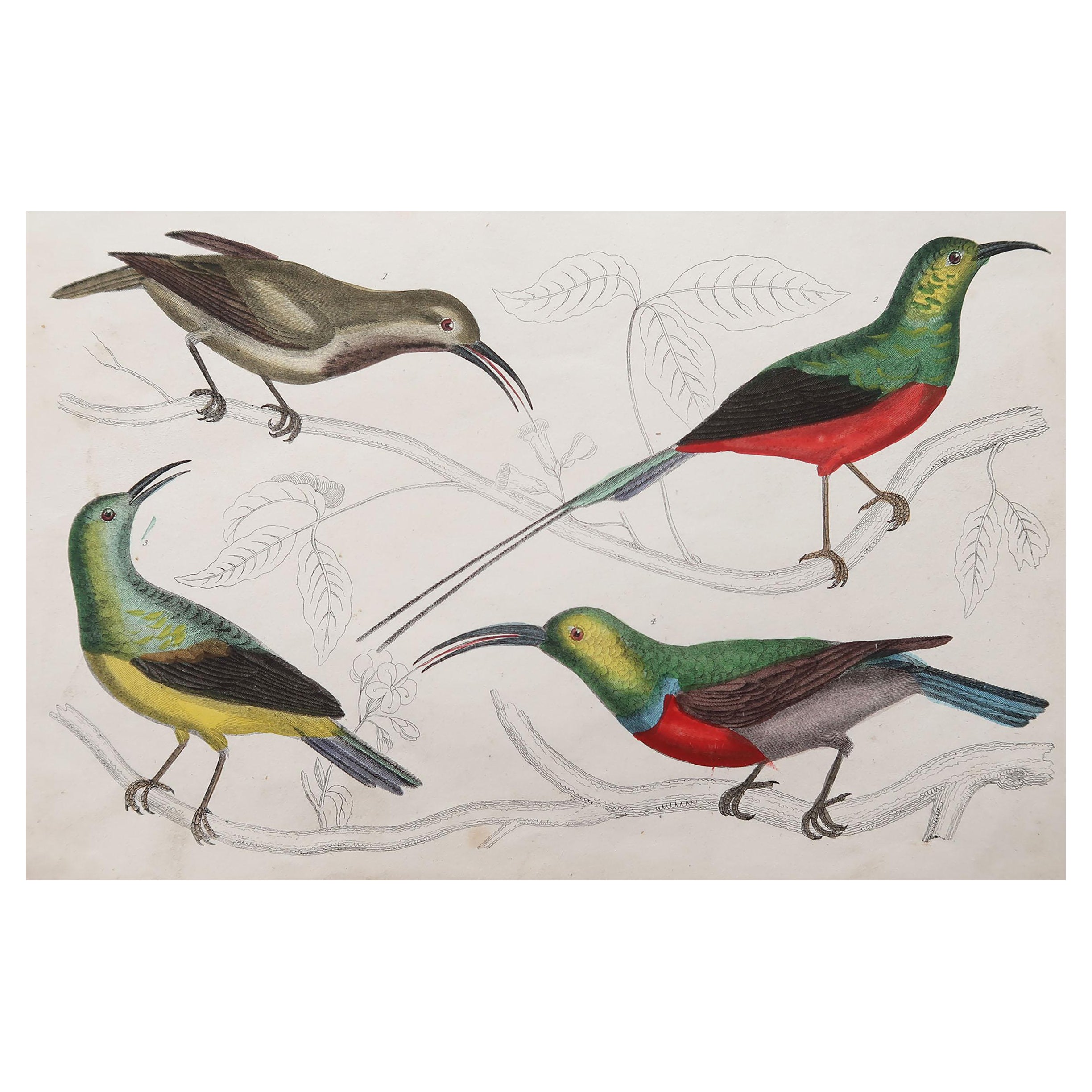 Original Antique Print of Bee-Eaters, 1847 'Unframed'