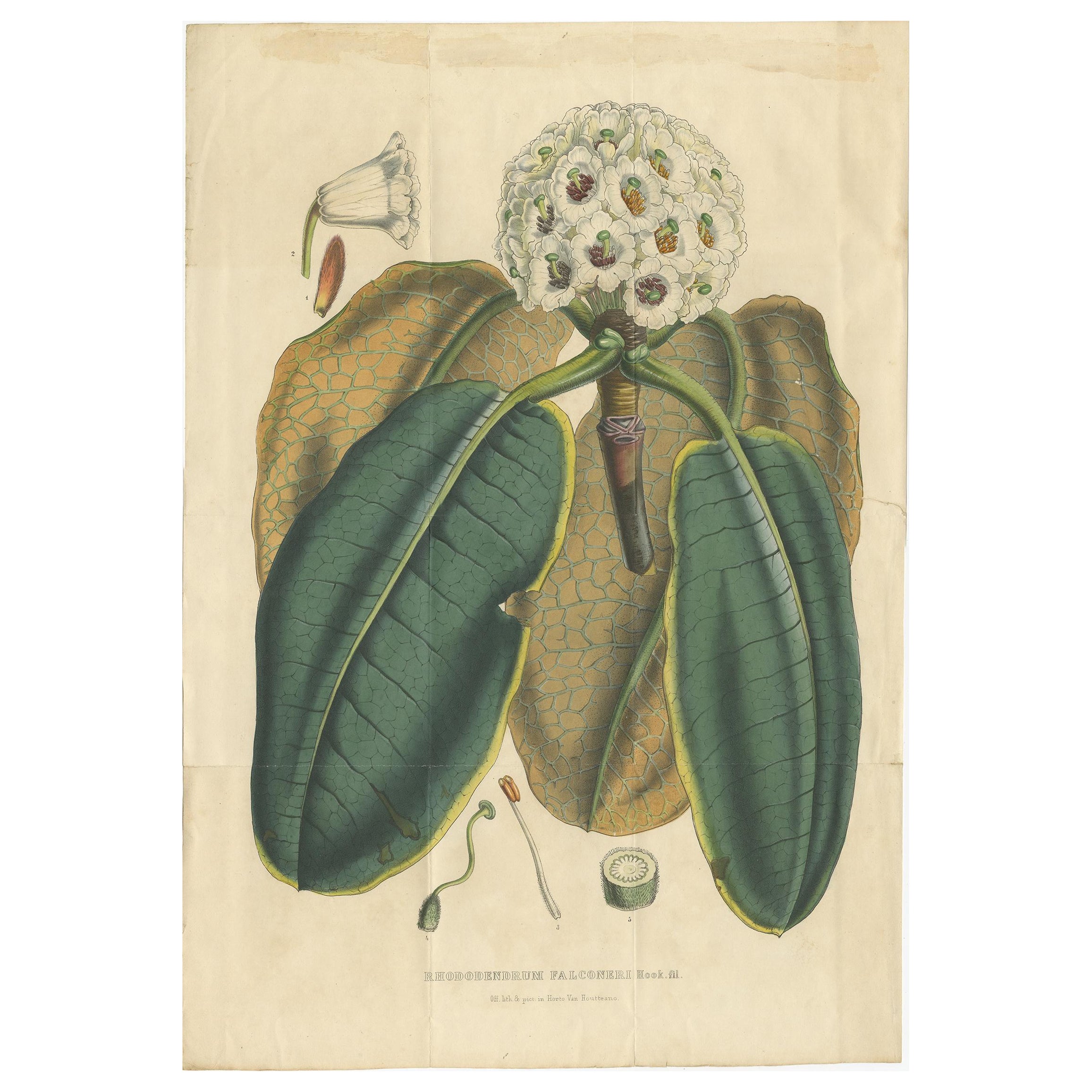 Large Antique Botany Print of The Falconer Rhododendron by Van Houtte, 1849 For Sale