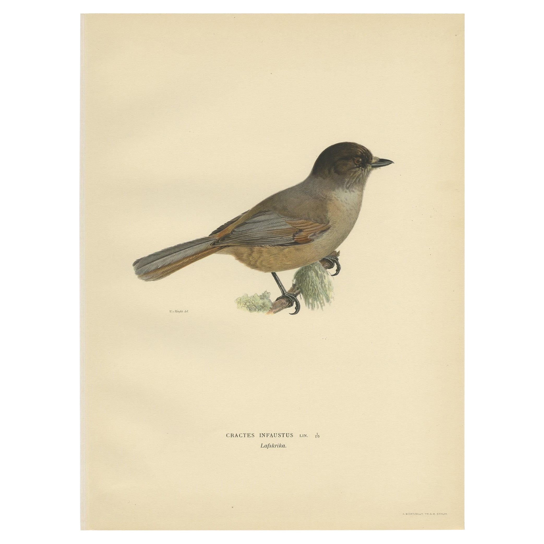 Antique Bird Print of The Siberian Jay by Von Wright, 1927 For Sale