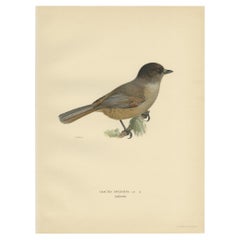Impression ancienne d'oiseau du Jay de Sibérie par Von Wright, 1927