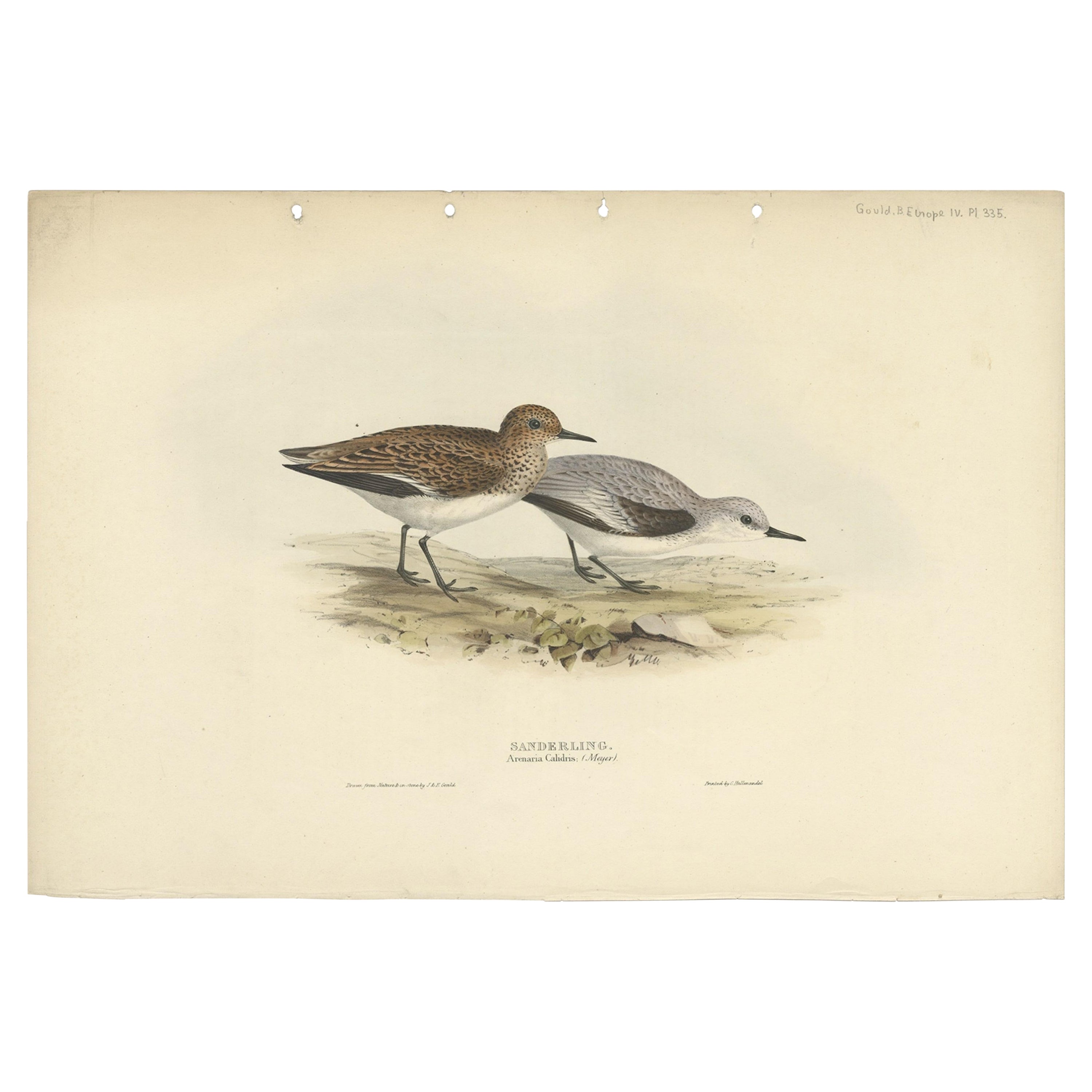 Impression oiseau ancienne du Sanderling par Gould, 1832 Bon état - En vente à Langweer, NL