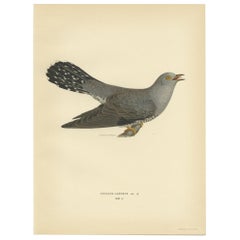 Vintage Bird Print of the Common Cuckoo by Von Wright, 1927