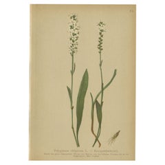Antiker antiker Botanikdruck der Bistorta Vivipara von Palla, 1897