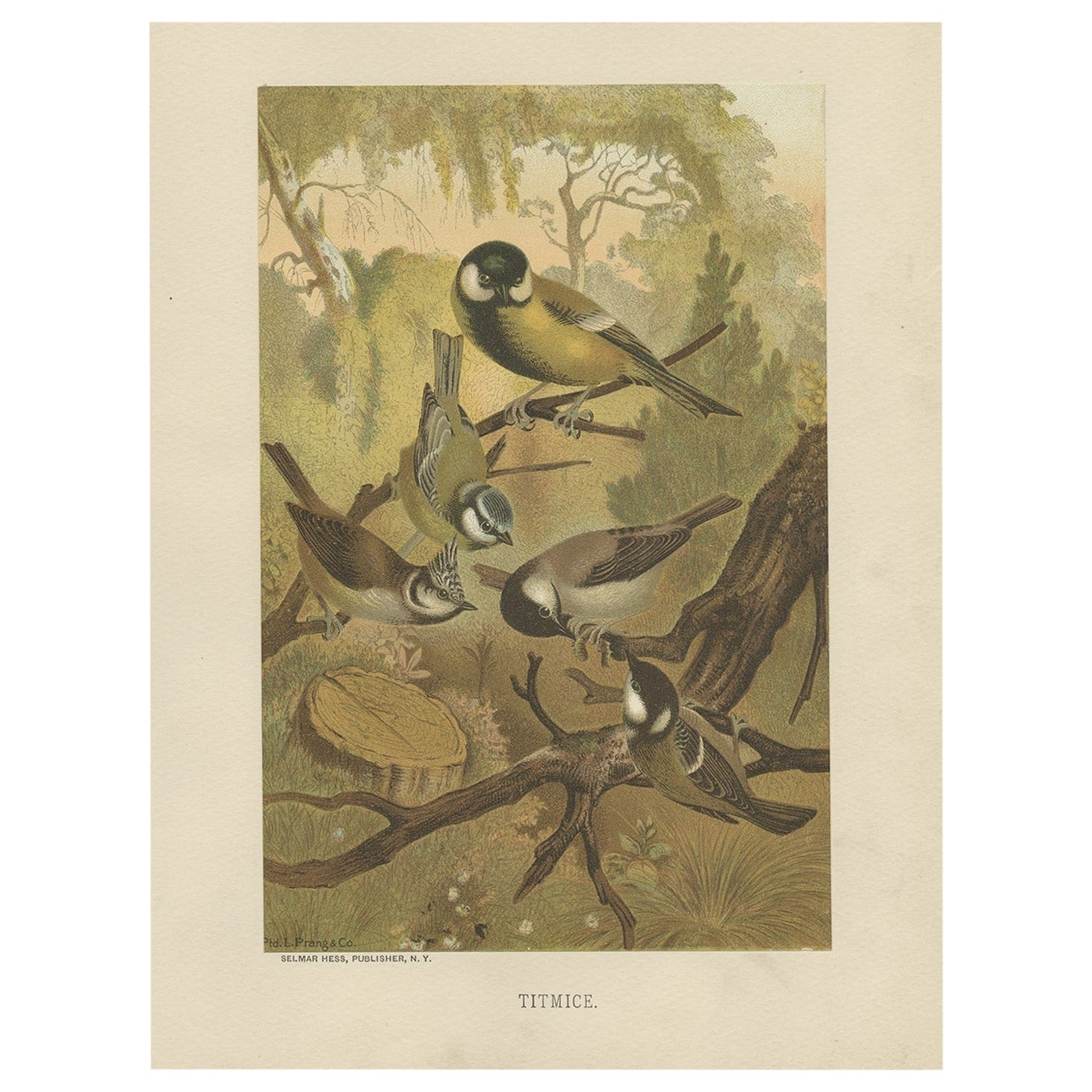Antiguo grabado de pájaros de Carboneros por el litógrafo americano Prang, 1898