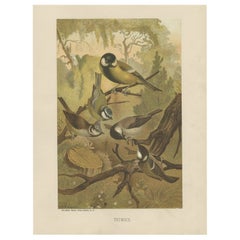 Antique Bird Print of Titmouses by American Lithographer Prang, 1898