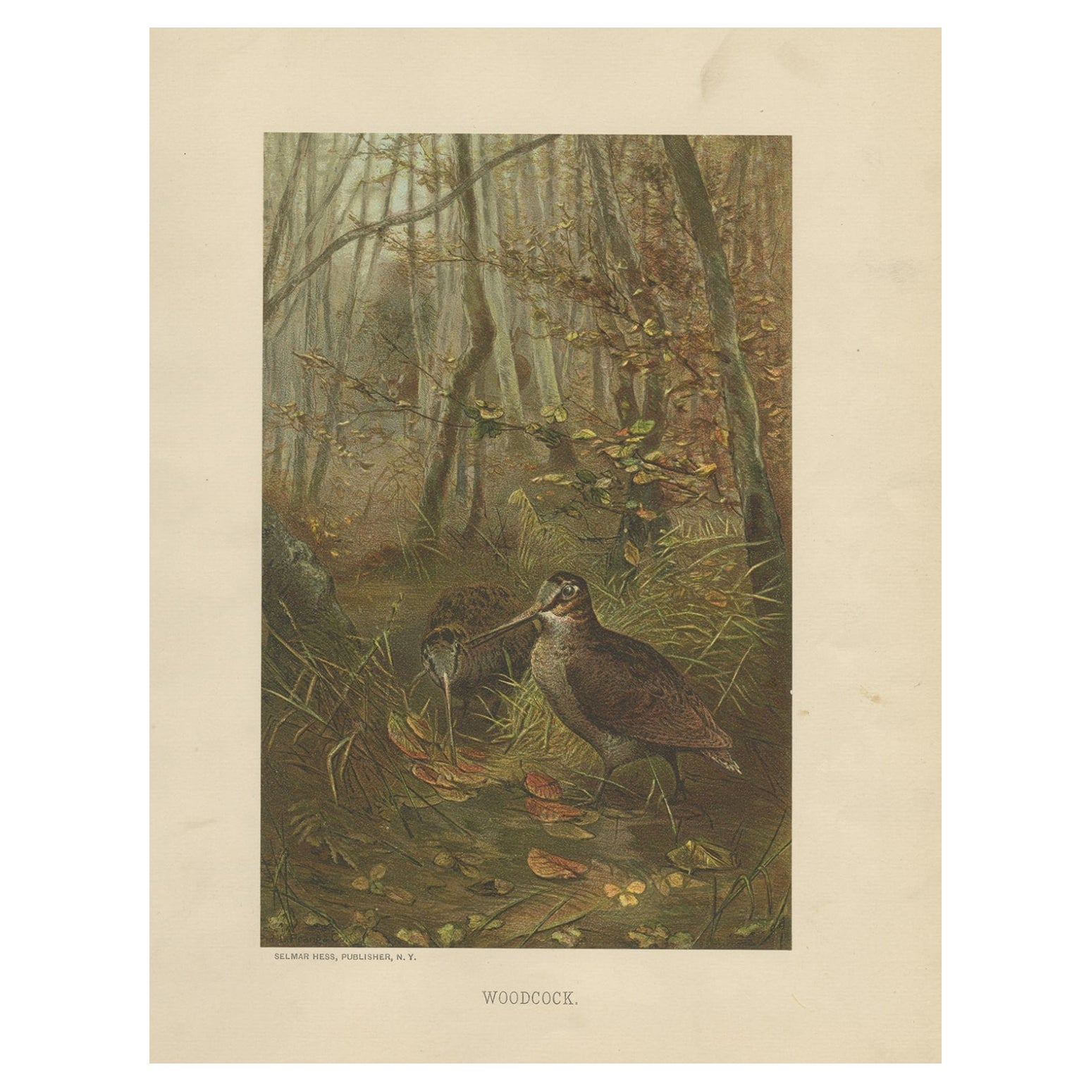 Antique bird print titled 'Woodcock'. Old bird print depicting the woodcock wading bird. This chromolithograph originates from the natural history set 'Animate Creation' published in 1898 by Selmar Hess in New York. 

Artists and Engravers: Louis