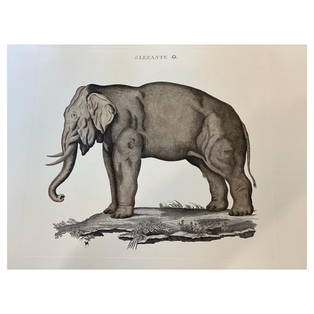 Italian Contemporary Jungle Style Hand Colored Faunistic Print, Elephant