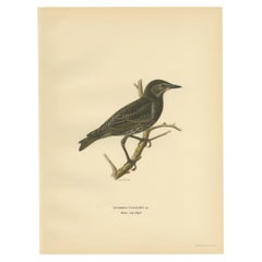 Antiker antiker Vogeldruck des Common Starling, 1927