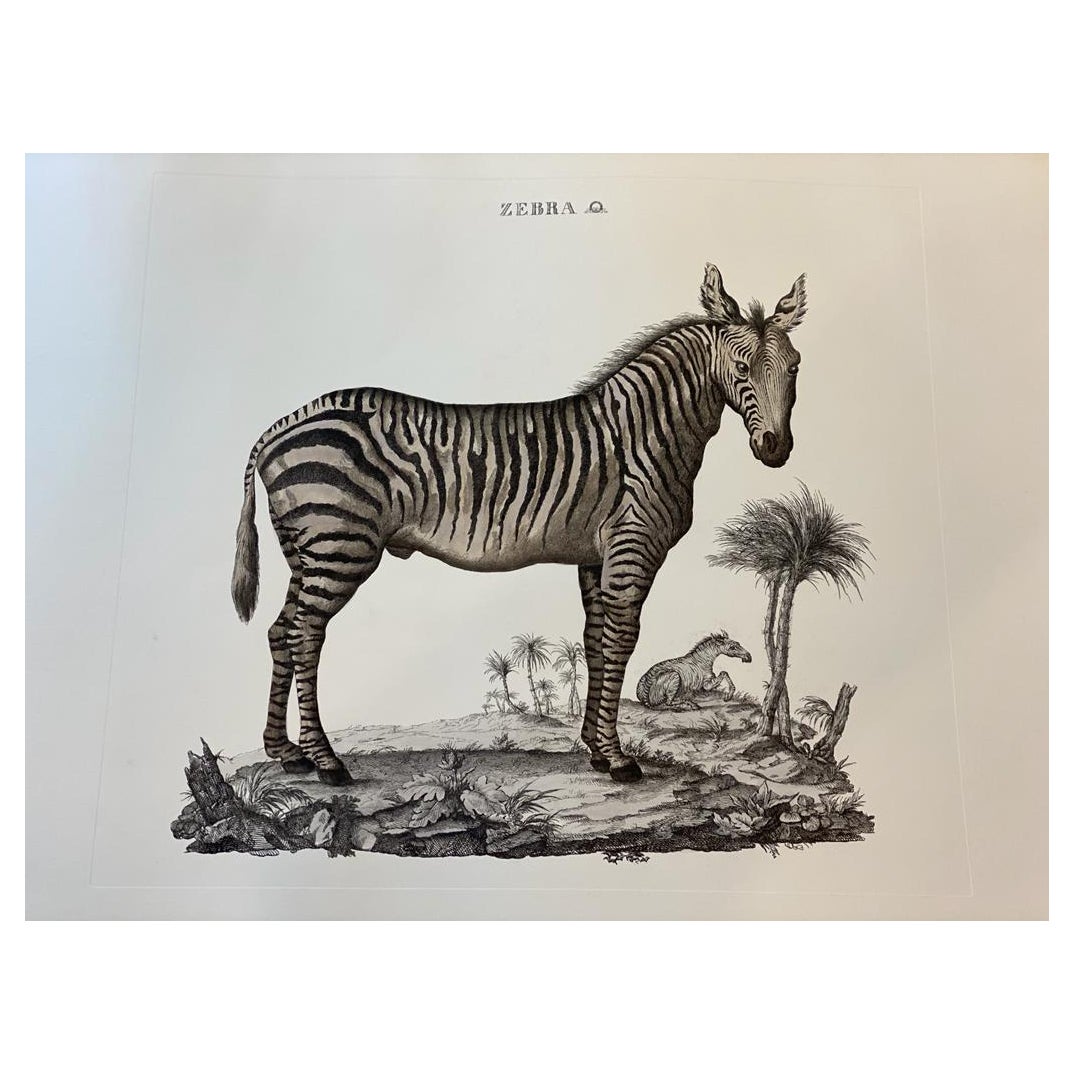 Italian Contemporary Jungle Style Hand Colored Faunistic Print, Zebra For Sale