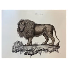 Italian Contemporary Jungle Style Hand Colored Faunistic Print, Lion