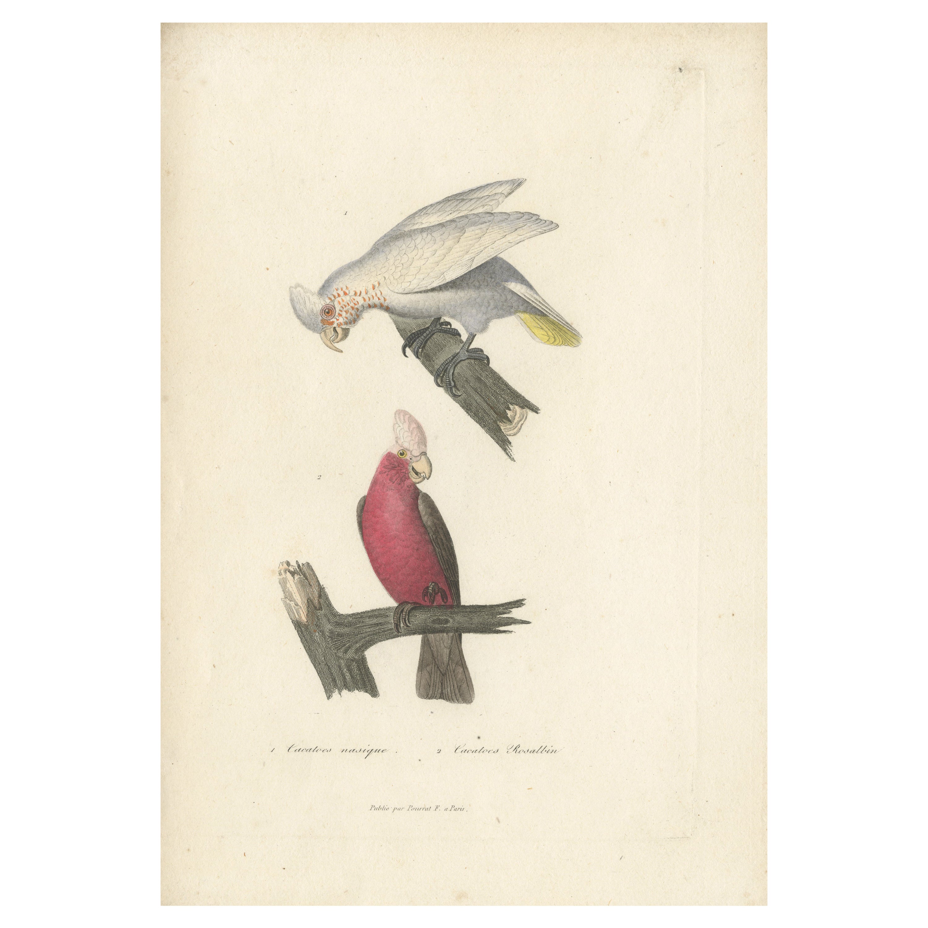 Gravure sur plaque de cuivre colorée à la main d'une corelle et d'un cockatoo ou d'un Galah, 1838