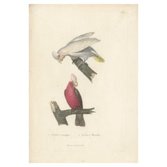 Handcoloured Copperplate Engraving of a Corella and Cockatoo or Galah, 1838