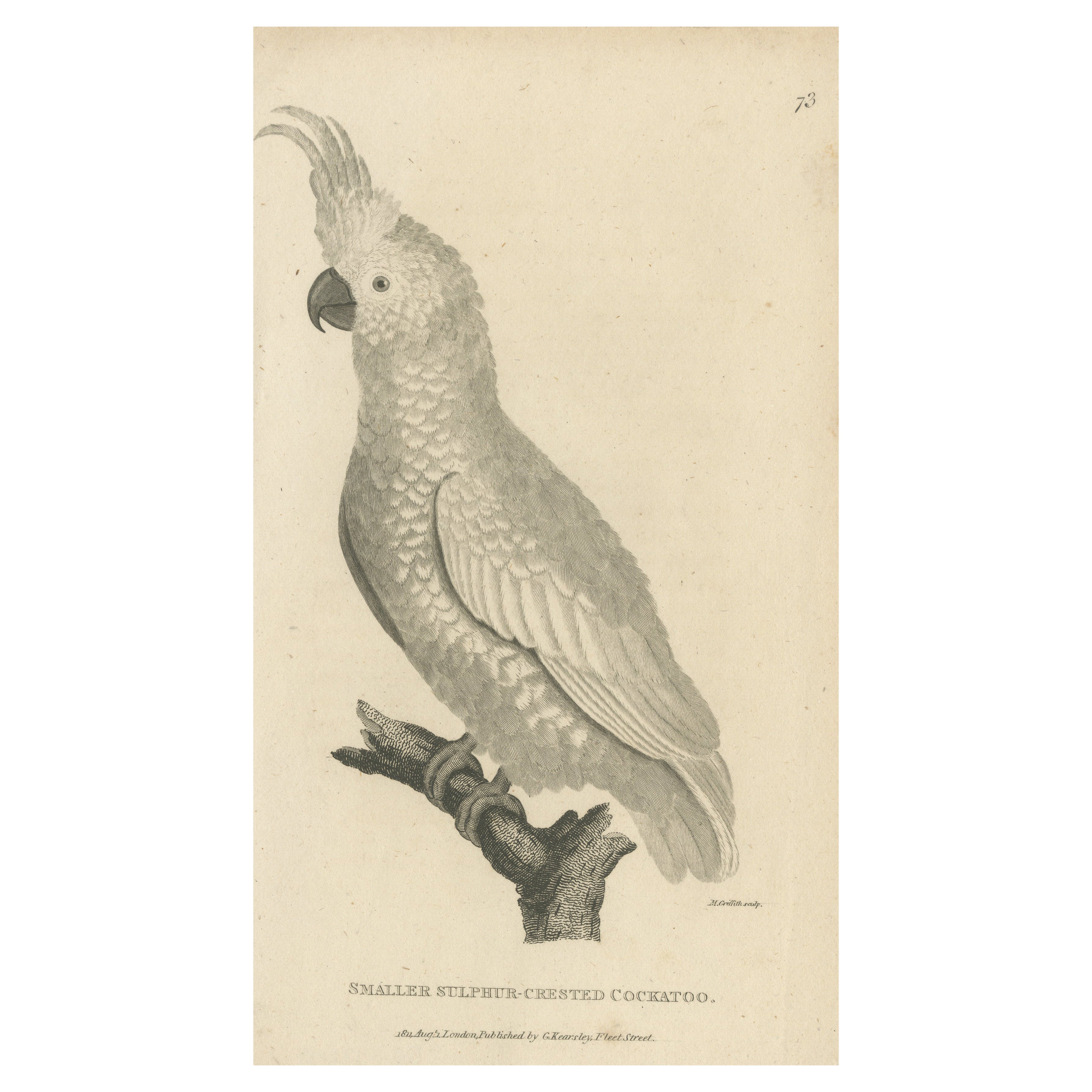 Original Antique Engraving of a Sulphur-Crested Cockatoo, c.1811 For Sale