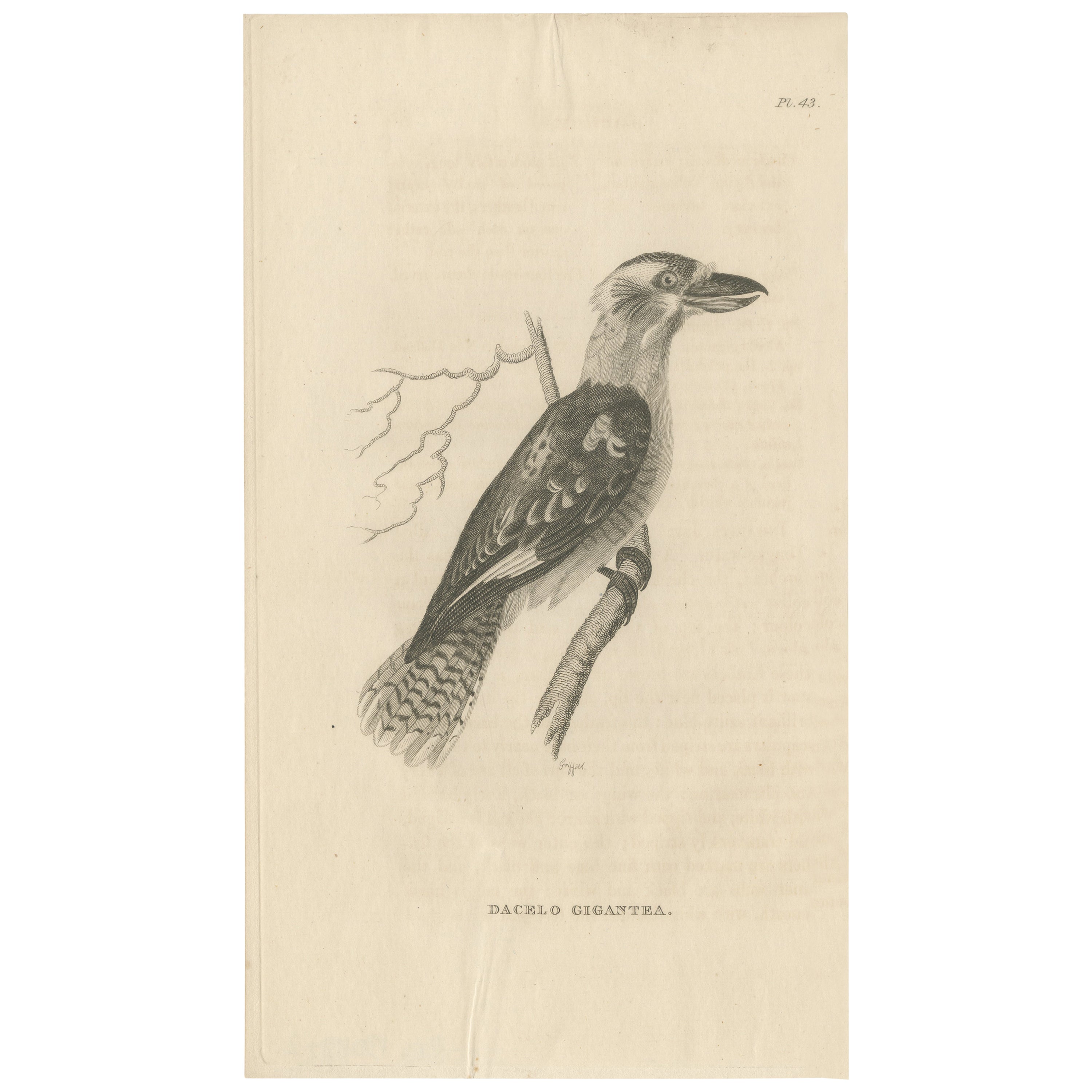 Antique Print of the Laughing Kookaburra of Australia, 1825 For Sale