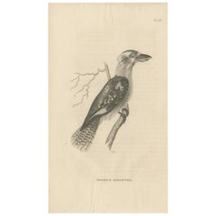 Antiker Druck des lachenden Kookaburra aus Australien, 1825