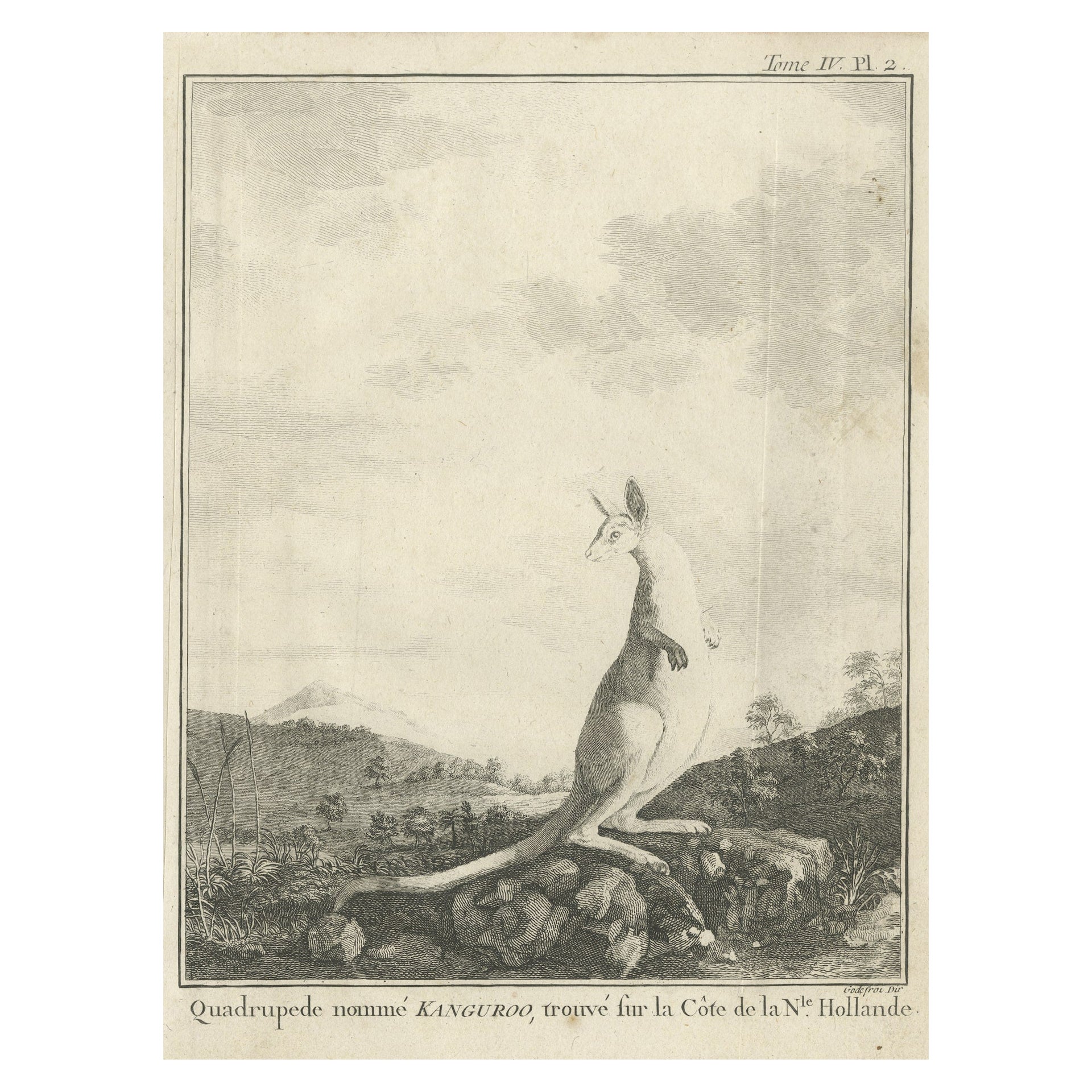 Antique Copper Engraving of a Kangaroo in Australia, 1744