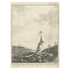 Used Copper Engraving of a Kangaroo in Australia, 1744