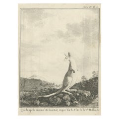 Grabado antiguo en cobre de un canguro en Australia, 1744