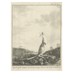 Antike Kupfergravur eines Kangaroos in Australien, 1744