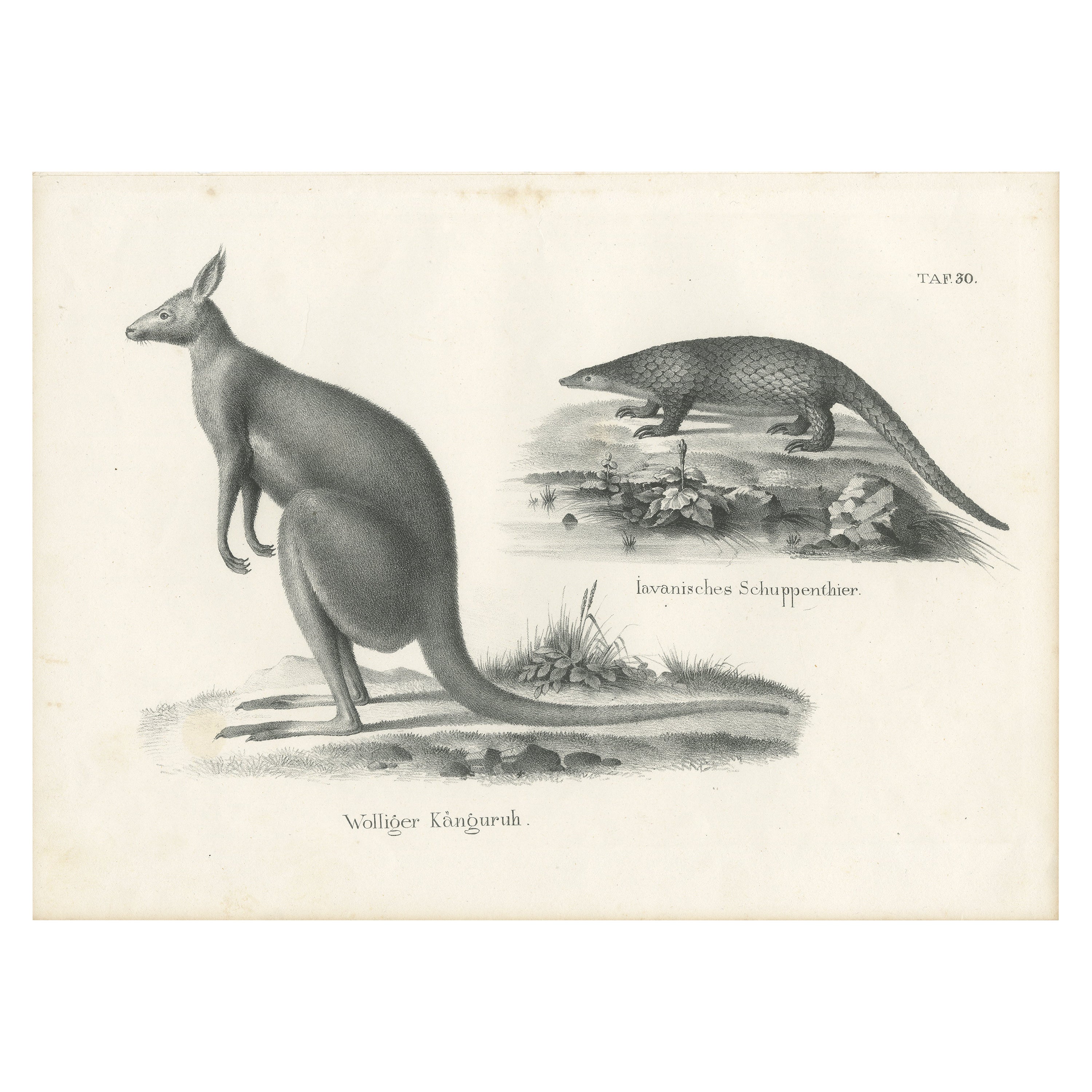 Antiker Druck eines Kangaroos und eines „japanischen“ Pangolins in Australien, um 1825