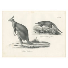 Antique Print of Kangaroo and a 'Javanese' Pangolin in Australia, c.1825