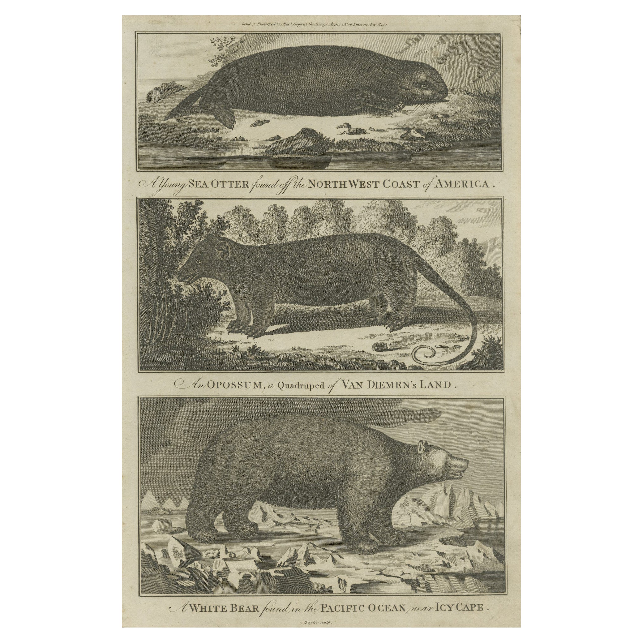 Antique Print of a Sea Otter, an Opossum, and a White Bear, c.1784 For Sale