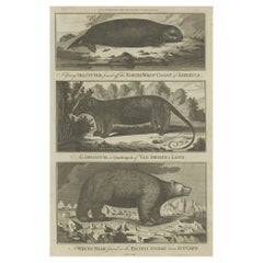 Impression ancienne d'un oiseau de mer, d'une opossume et d'un ours blanc, vers 1784