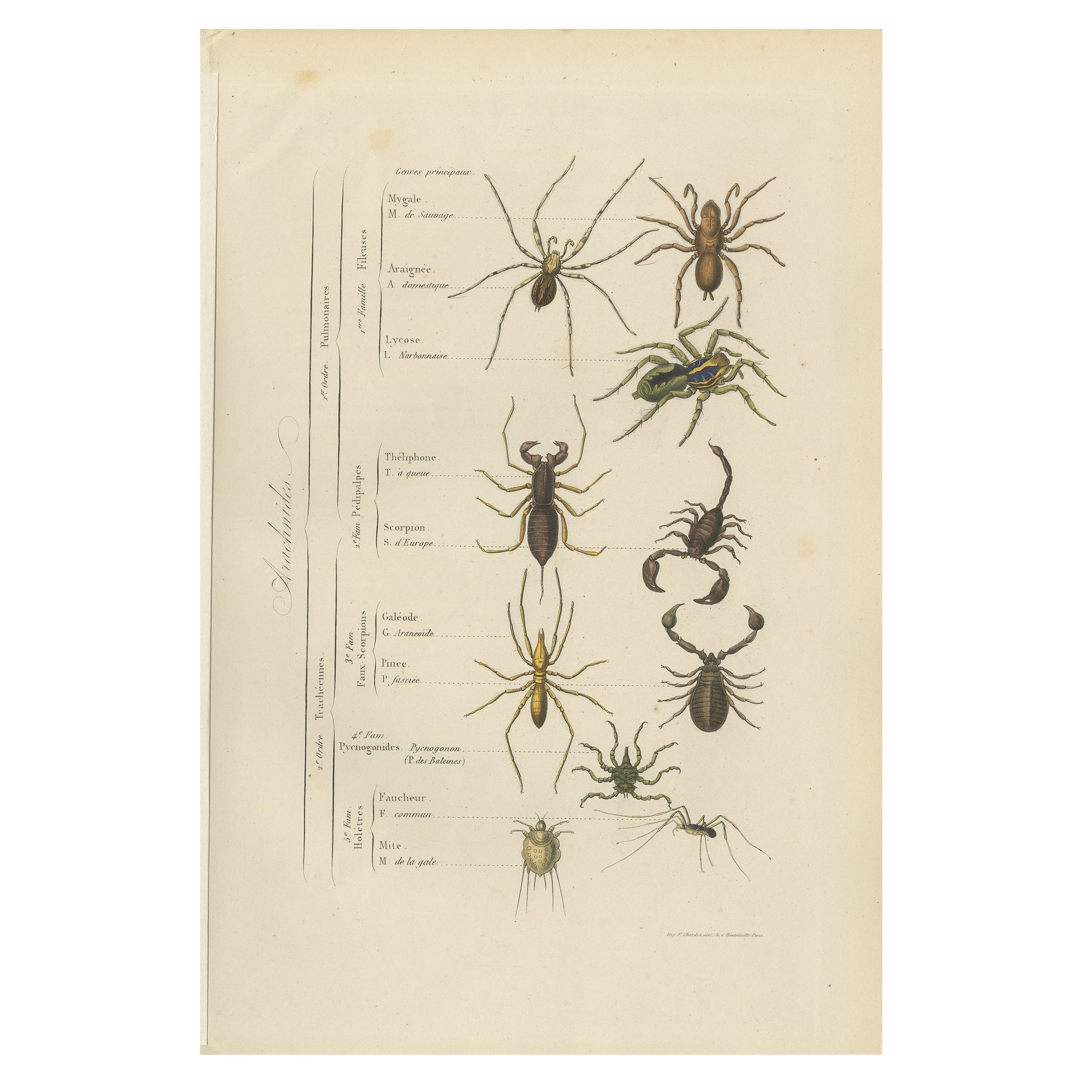 Antiker Druck von verschiedenen Arachniden, 1854