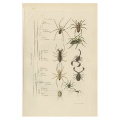 Antique Print of of Various Arachnids, 1854