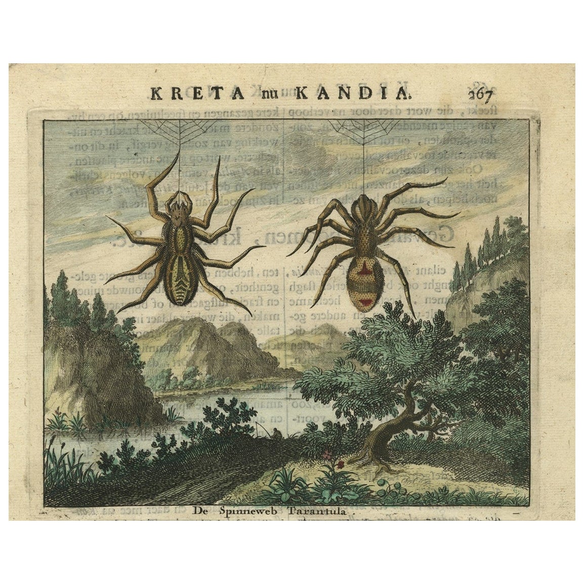 Antique Hand-Coloured Engraving of Tarantula Spiders from Crete, 1688 For Sale
