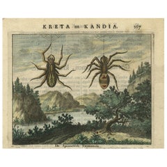 Antique Hand-Coloured Engraving of Tarantula Spiders from Crete, 1688