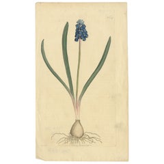 Antique Botany Print of Muscari also Known as The Grape Hyacinth, 1792